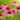 jeżówka echinacea